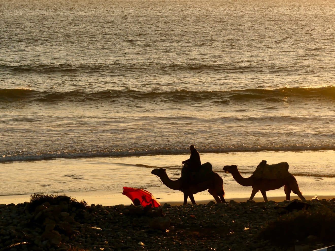 Camels walking along the shoreline at sunset